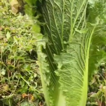 白菜