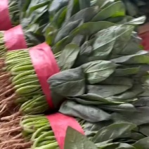 精品菠菜