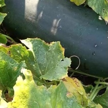 精品麦茬瓜质保出货中