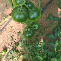 盘锦碱地柿子