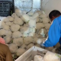 大量上市菜花，通货精品可视频看货
