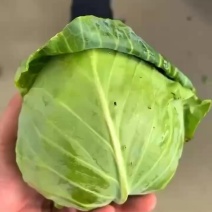 精品小甘蓝