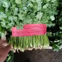 大叶香菜上市