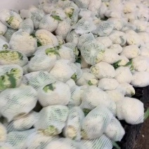 大量上市青梗松花菜价格直线下降