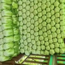 精品白菜