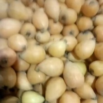 枇杷，工厂果