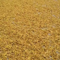 精品鸡内金我们只做好鸡内金