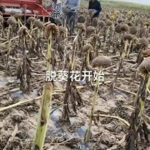 内蒙古巴彦淖尔市临河葵花籽361大量上市