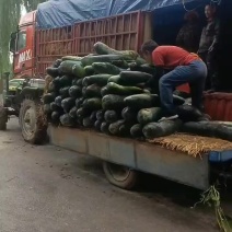 黑皮冬瓜