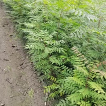 黄连木杯苗