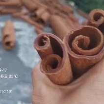 紫油桂