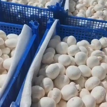 双孢菇白蘑菇