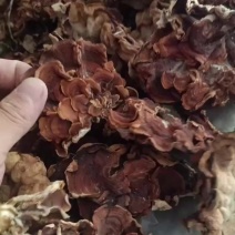 榆耳又叫灵芝菌单片榆耳自产自销羊肚耳鹿肚耳批发零售长期有