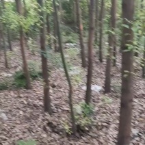 香樟树