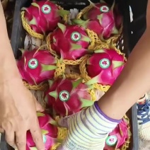 精品桂红龙
