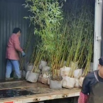金镶玉袋苗
