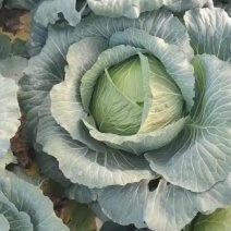莲花白