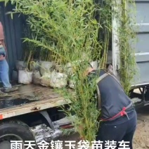 金镶玉袋苗