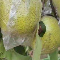 膜袋雪花梨大量上市，质量好，口感甜，产地直销河北昌黎。