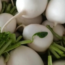 江苏东台小圆白罗卜(又名扬州白罗卜)