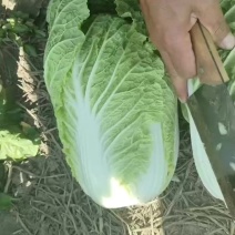 黄心大白菜