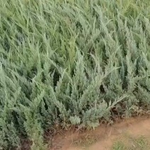沙地板