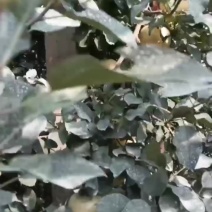 清明苹果，将军苹果，山东烟富十号苹果