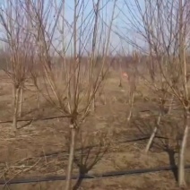 苗圃大量出售8公分红叶碧桃