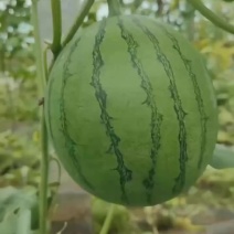 冰糖子，小糖丸西瓜大量上市2k对接大量有货