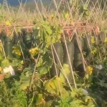 黑皮吊冬瓜，厂地直发，价格便宜，需要的朋友联系