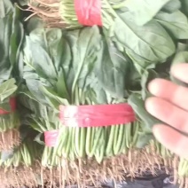 精品小菠菜