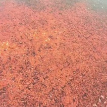 小红草金鱼