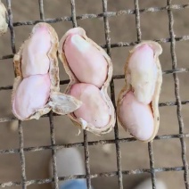 鲜花生湿花生