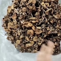 榛蘑串品质嘎嘎好