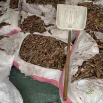 大花红景天新鲜野生的含量百分百达标保证