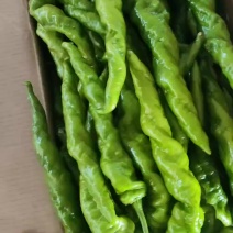 螺丝椒，螺椒