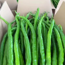 精品二荆条，大量对接市场货，超市各大平台货，工厂货