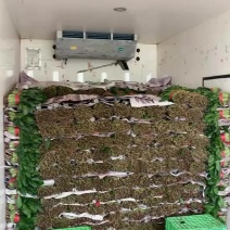 本地菠菜大量上市精品圆叶