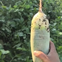 萝卜.水果萝卜上市.产地批发
