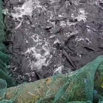 鲟龙鱼