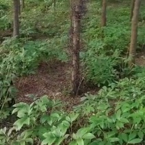 大刺大角皂角树