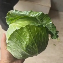 墨玉扁包菜，产地直发全国供应！货源充足，可视频看货！一手货源