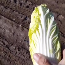 娃娃娃菜