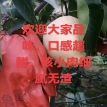 山东山农酥梨