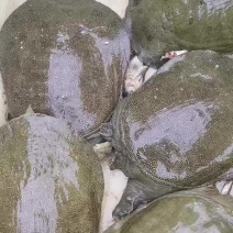 生态甲鱼，甲鱼