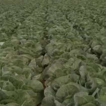 甘篮包包菜