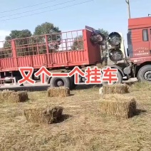 芥菜疙瘩