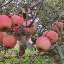 中秋王苹果个大颜色鲜红