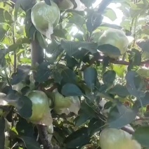 膜袋王林大量上市个头大质量好，产地直销河北昌黎。