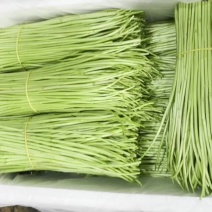 云南精品芦蒿，新鲜上市，现货